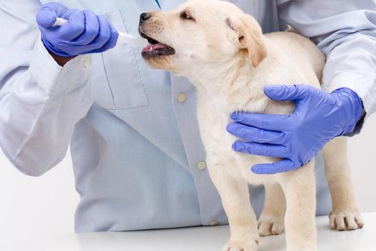 AVBC兽医职业评估机构